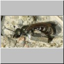 Lasioglossum pauxillum - Furchenbiene w03e 6mm - OS-Hasbergen-Lehmhuegel det.jpg